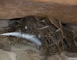 Acariens d'oiseaux : comment les reconnaître et s'en débarrasser
