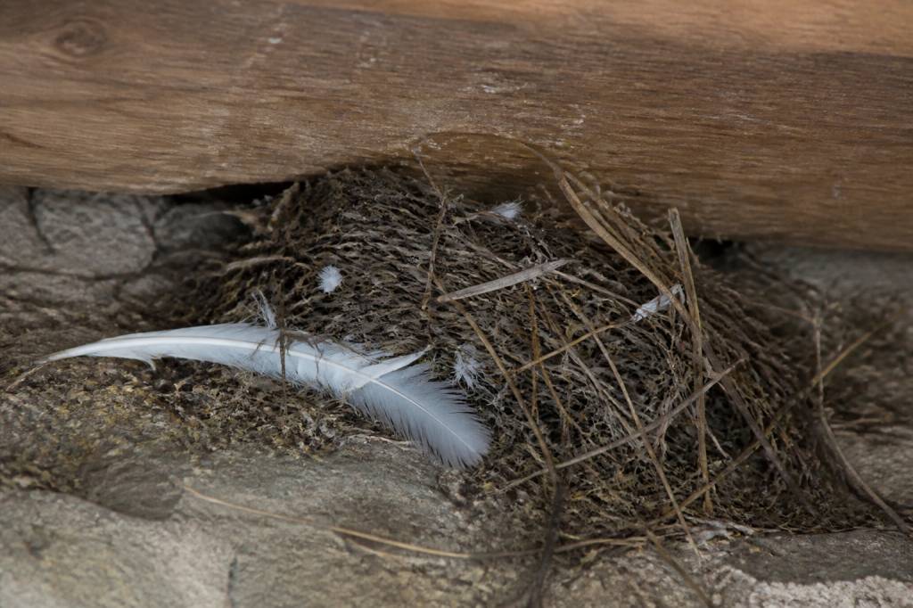 Acariens d'oiseaux : comment les reconnaître et s'en débarrasser
