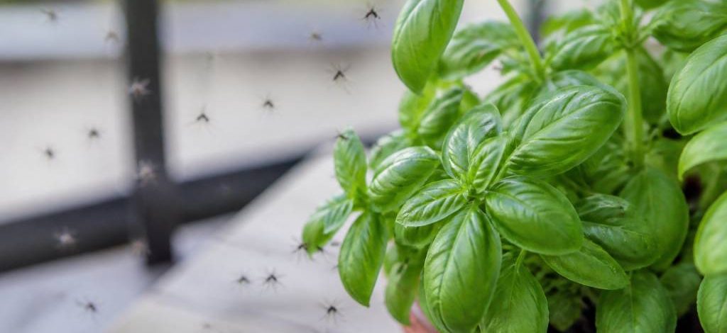Basilic et moustiques : comment un professionnel lutte contre les nuisibles dans le Rhône, l’Isère et l’Ain