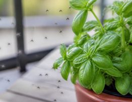 Basilic et moustiques : comment un professionnel lutte contre les nuisibles dans le Rhône, l’Isère et l’Ain