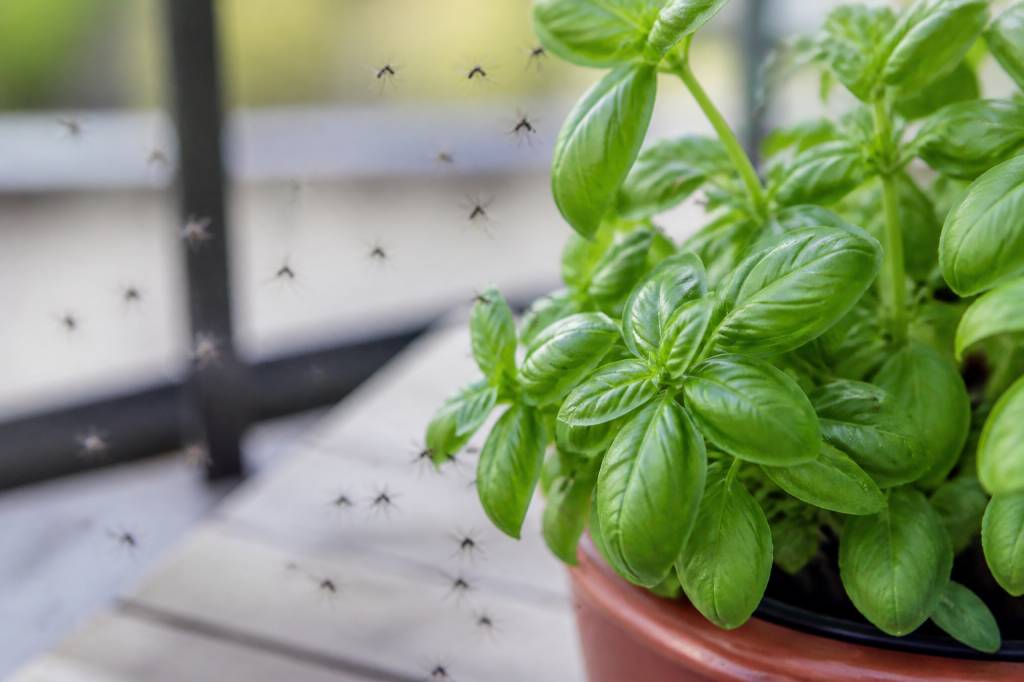 Basilic et moustiques : comment un professionnel lutte contre les nuisibles dans le Rhône, l’Isère et l’Ain