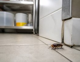 Traitement cafard lyon pour une dératisation professionnelle contre rats et souris