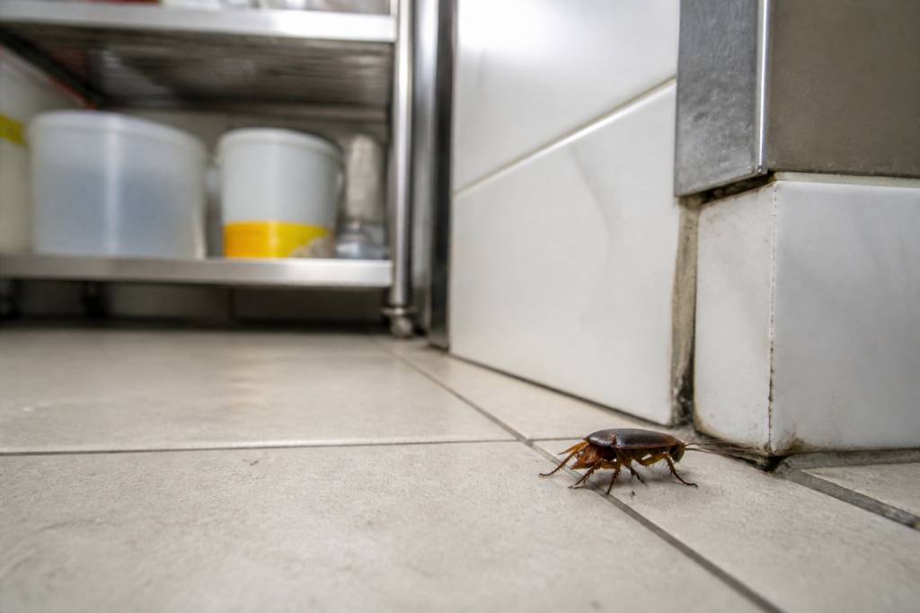 Traitement cafard lyon pour une dératisation professionnelle contre rats et souris