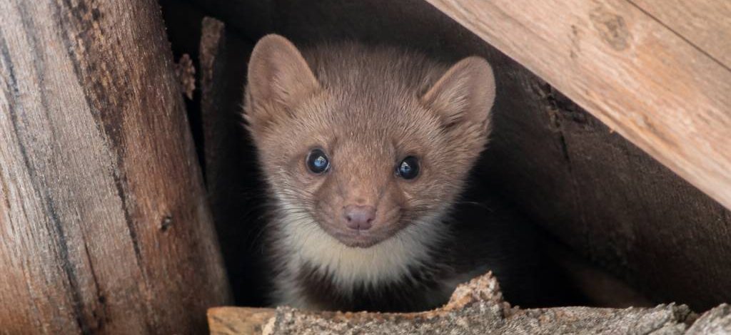 Bébé fouine : comment reconnaître sa présence et protéger votre maison