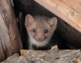 Bébé fouine : comment reconnaître sa présence et protéger votre maison