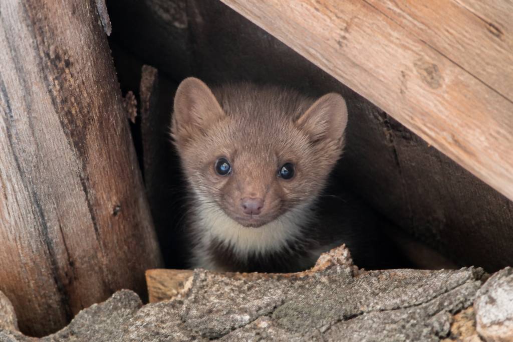 Bébé fouine : comment reconnaître sa présence et protéger votre maison