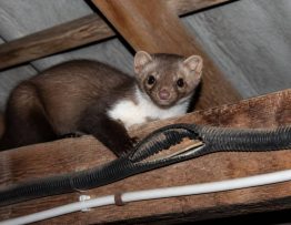 Fouine dents : comprendre les dégâts et protéger votre maison