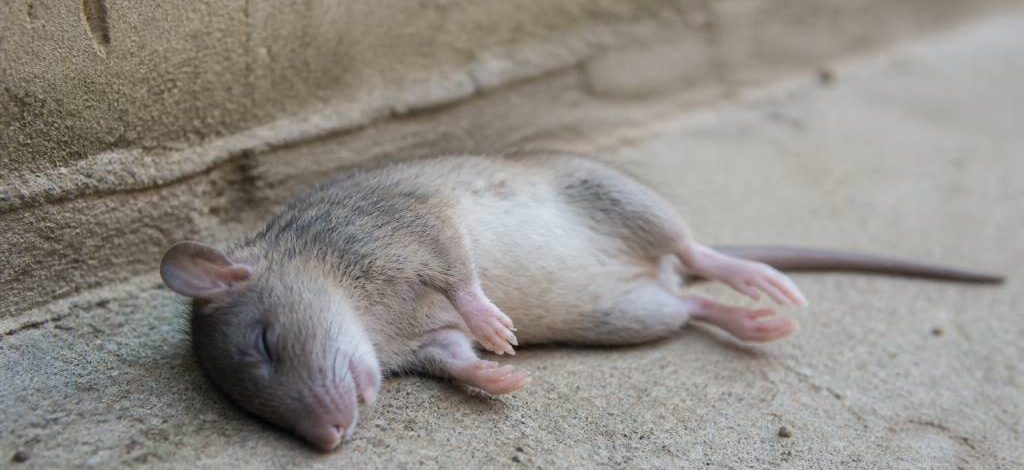 Animal mort odeur : combien de temps dure-t-elle ?