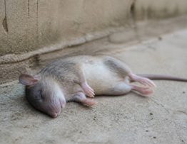 Animal mort odeur : combien de temps dure-t-elle ?