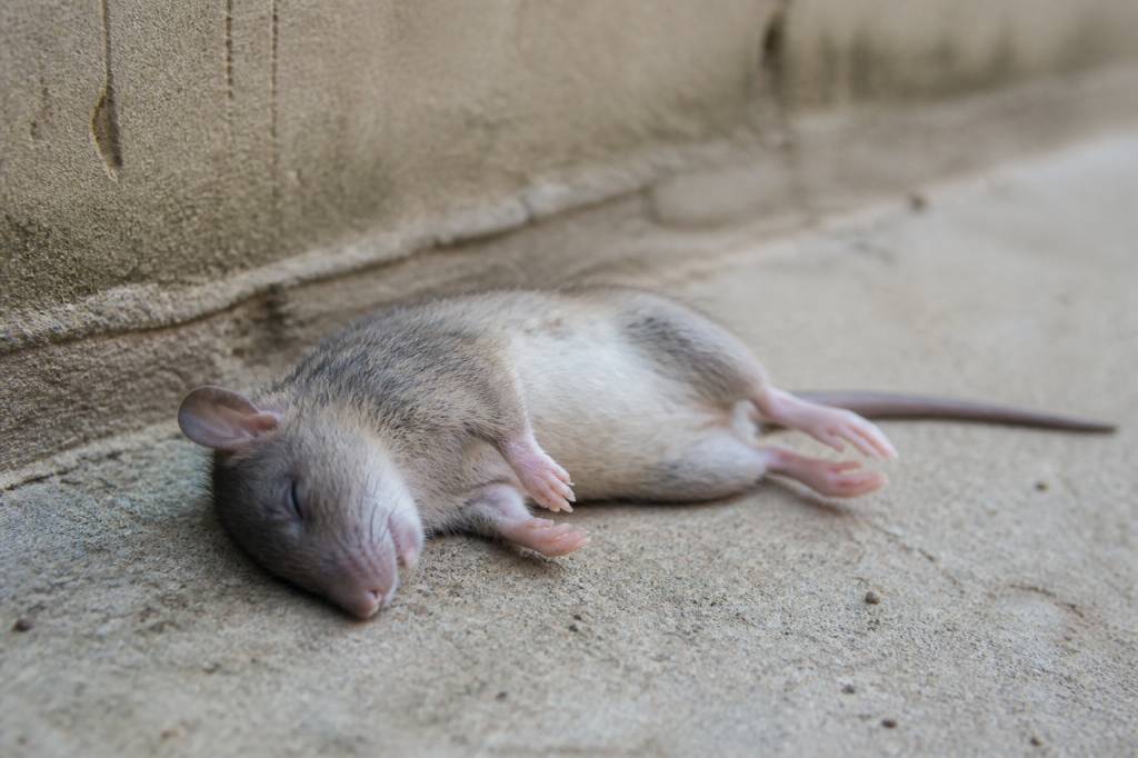 Animal mort odeur : combien de temps dure-t-elle ?