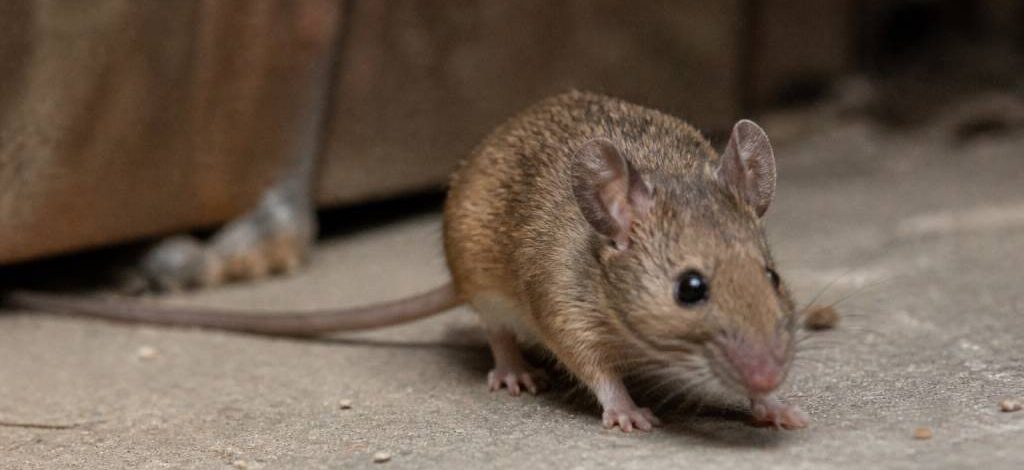 Taille souris adulte : comment identifier une souris et agir rapidement contre les nuisibles
