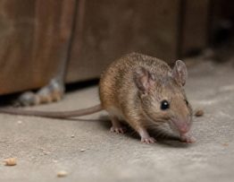 Taille souris adulte : comment identifier une souris et agir rapidement contre les nuisibles