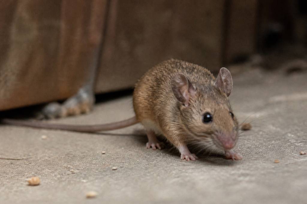 Taille souris adulte : comment identifier une souris et agir rapidement contre les nuisibles