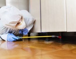 Cafards guadeloupe : comment une entreprise de dératisation professionnelle agit contre les rats, souris, chenilles et frelons