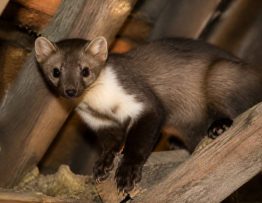 Famille des fouines : comment reconnaître la fouine et éviter les dégâts