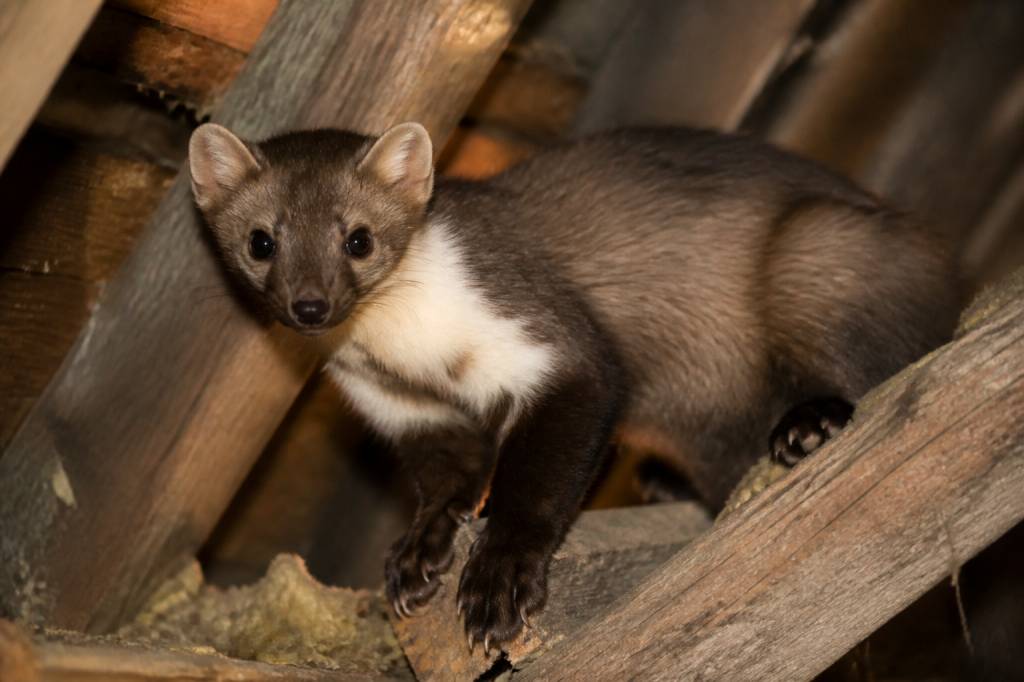 Famille des fouines : comment reconnaître la fouine et éviter les dégâts