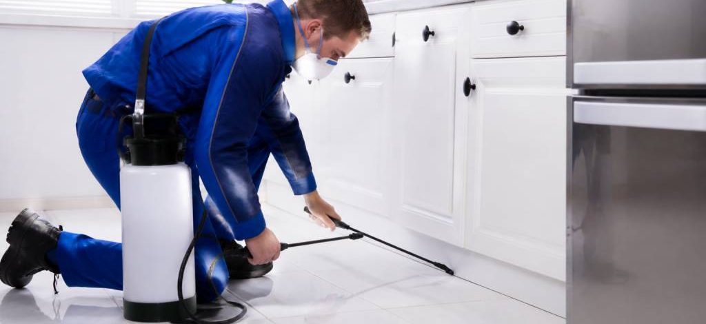 Dératisation nancy : trouver un dératiseur professionnel pour rats et souris