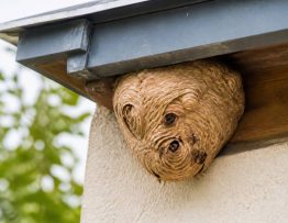 Destruction nid de frelon vaucluse : service professionnel de dératisation et lutte contre les nuisibles