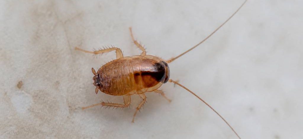 A quoi ressemble un bébé cafard