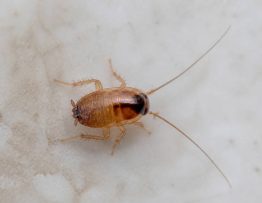 A quoi ressemble un bébé cafard