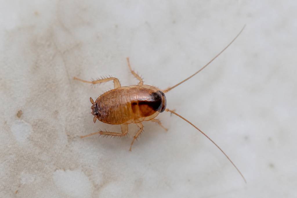 A quoi ressemble un bébé cafard