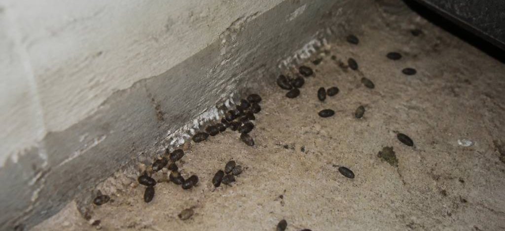 À quoi ressemble des crottes de rats ?