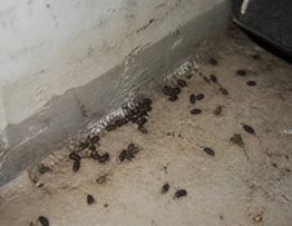 À quoi ressemble des crottes de rats ?