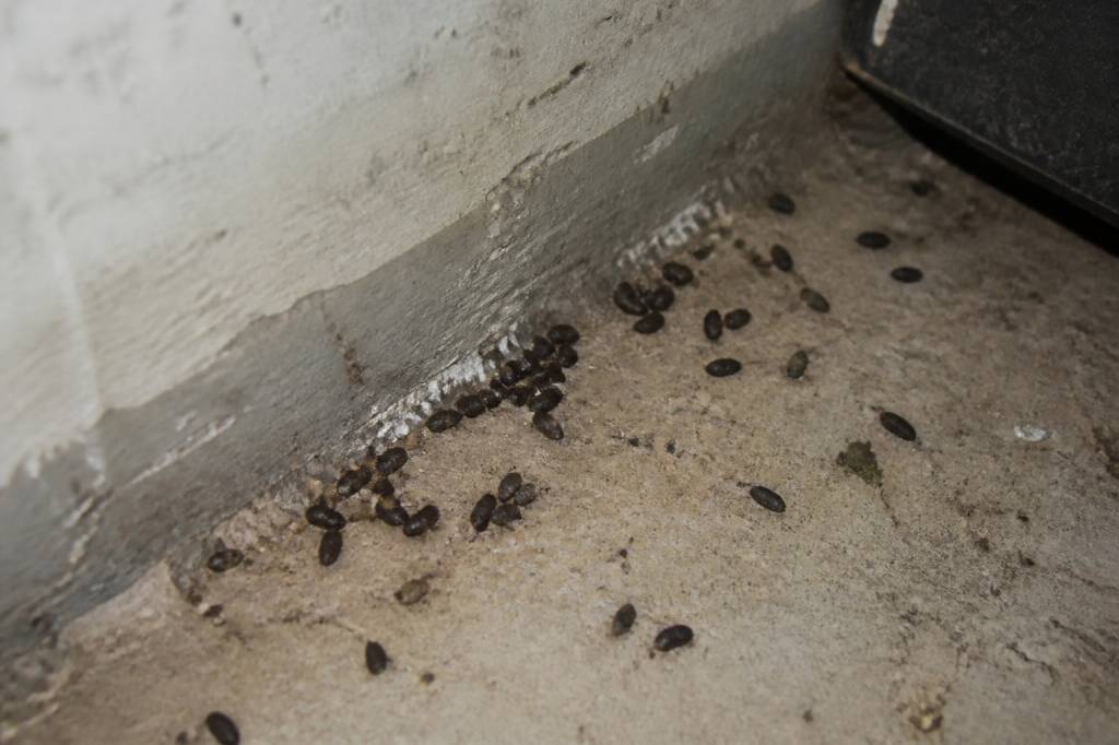 À quoi ressemble des crottes de rats ?