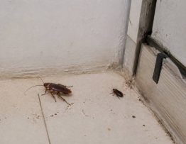 Cafards martinique : comment s’en débarrasser durablement