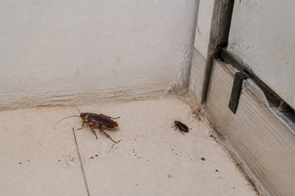 Cafards martinique : comment s’en débarrasser durablement