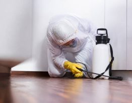Loi elan nuisibles : que prévoit la réglementation pour la dératisation ?