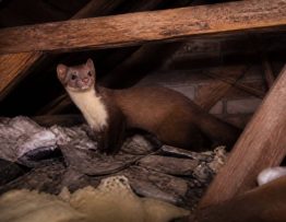 Dégâts fouine grenier : comment les reconnaître et protéger votre maison