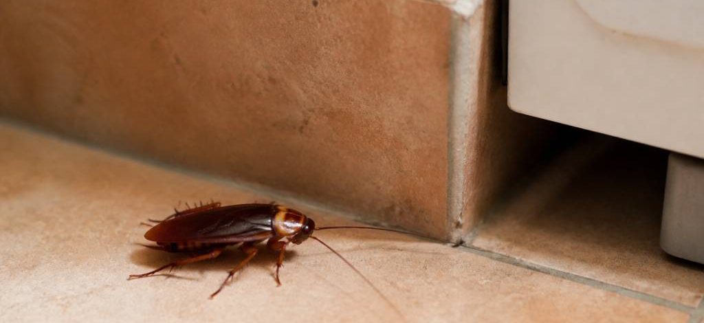Cafard guyane : comment éliminer les cafards dans votre logement