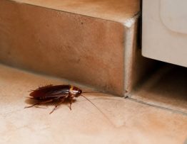 Cafard guyane : comment éliminer les cafards dans votre logement