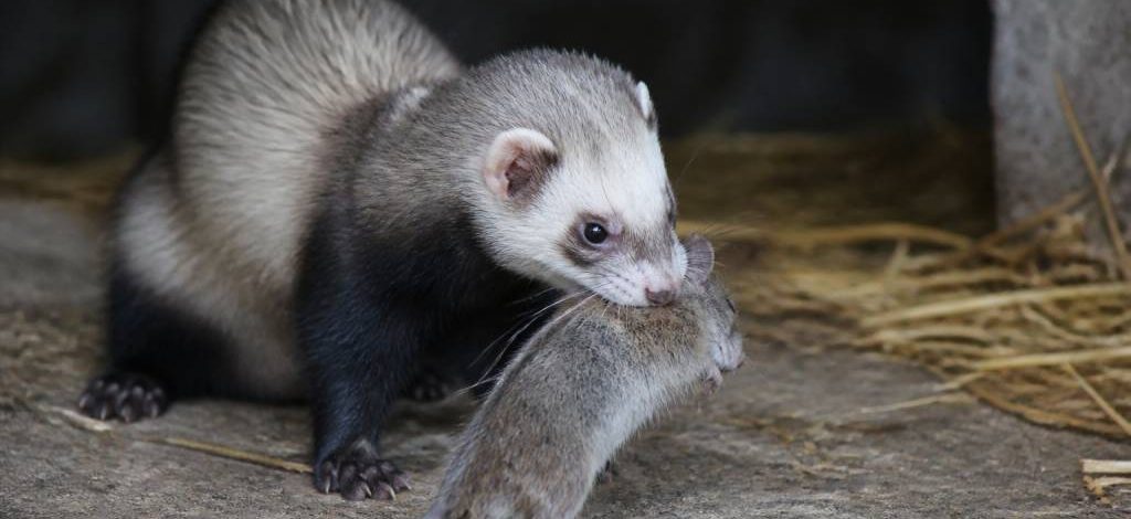 Dératisation furet : intervention de dératiseur professionnel contre rat et souris