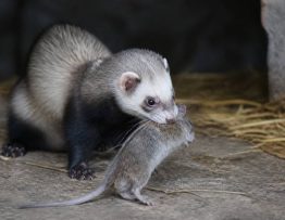 Dératisation furet : intervention de dératiseur professionnel contre rat et souris