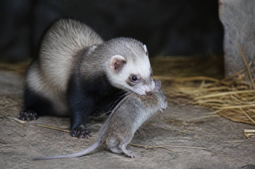 Dératisation furet : intervention de dératiseur professionnel contre rat et souris