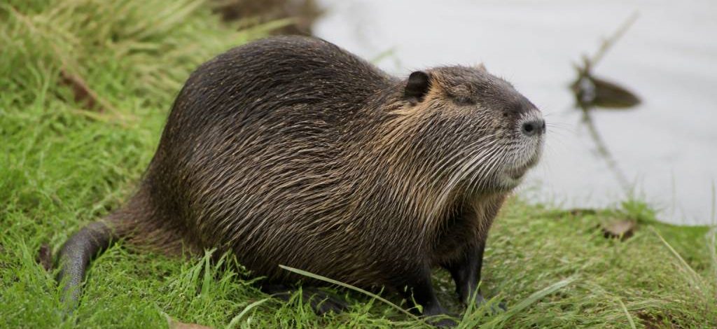 Animal ressemblant au ragondin : comment l’identifier ?