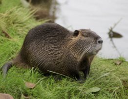 Animal ressemblant au ragondin : comment l’identifier ?