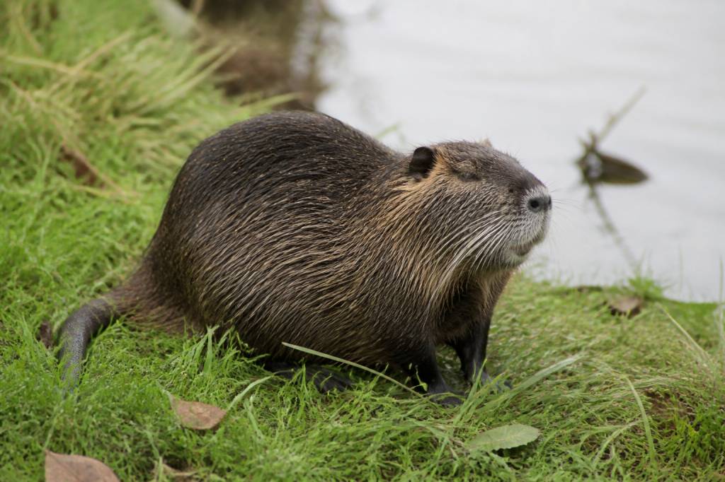 Animal ressemblant au ragondin : comment l’identifier ?