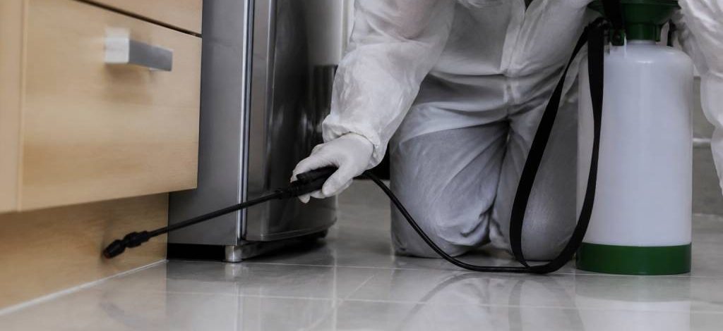Cafard appartement : comment une entreprise de dératisation traite une infestation efficacement