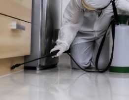 Cafard appartement : comment une entreprise de dératisation traite une infestation efficacement