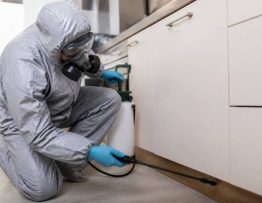 Devis deratisation : demandez un devis rapide auprès d’un deratiseur professionnel pour rats et souris dans le Rhône, l’Isère et l’Ain