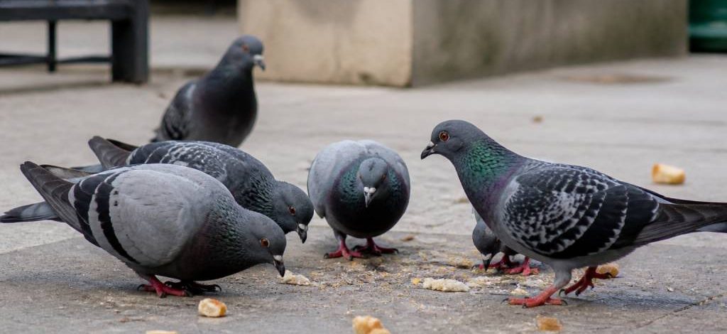 Interdiction de nourrir les pigeons : risques, réglementation et solutions de dératisation