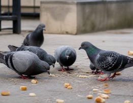 Interdiction de nourrir les pigeons : risques, réglementation et solutions de dératisation