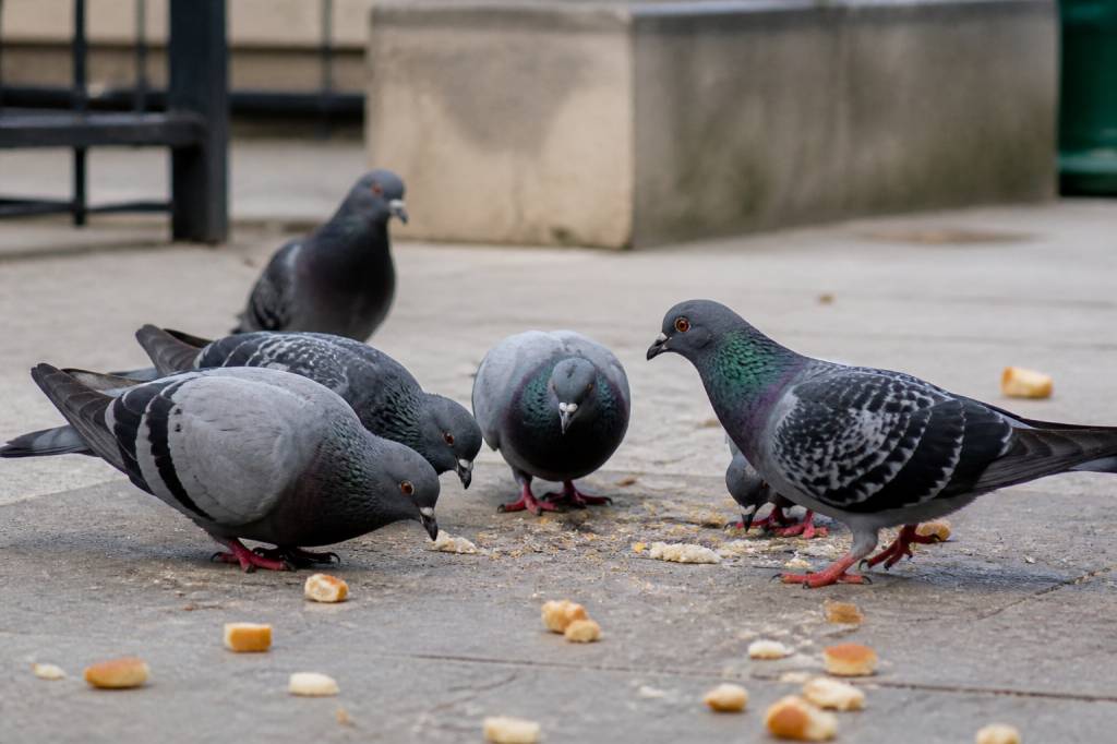 Interdiction de nourrir les pigeons : risques, réglementation et solutions de dératisation