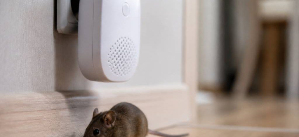 Ultrasons souris dangereux pour l’homme : risques et efficacité en dératisation
