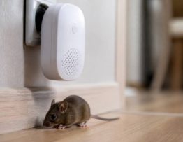 Ultrasons souris dangereux pour l’homme : risques et efficacité en dératisation