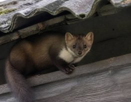 Fouines toiture : comment protéger sa maison durablement