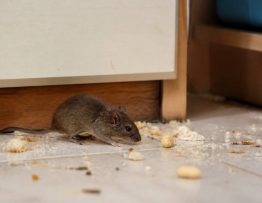 Qu est ce qui attire les souris dans une maison ?